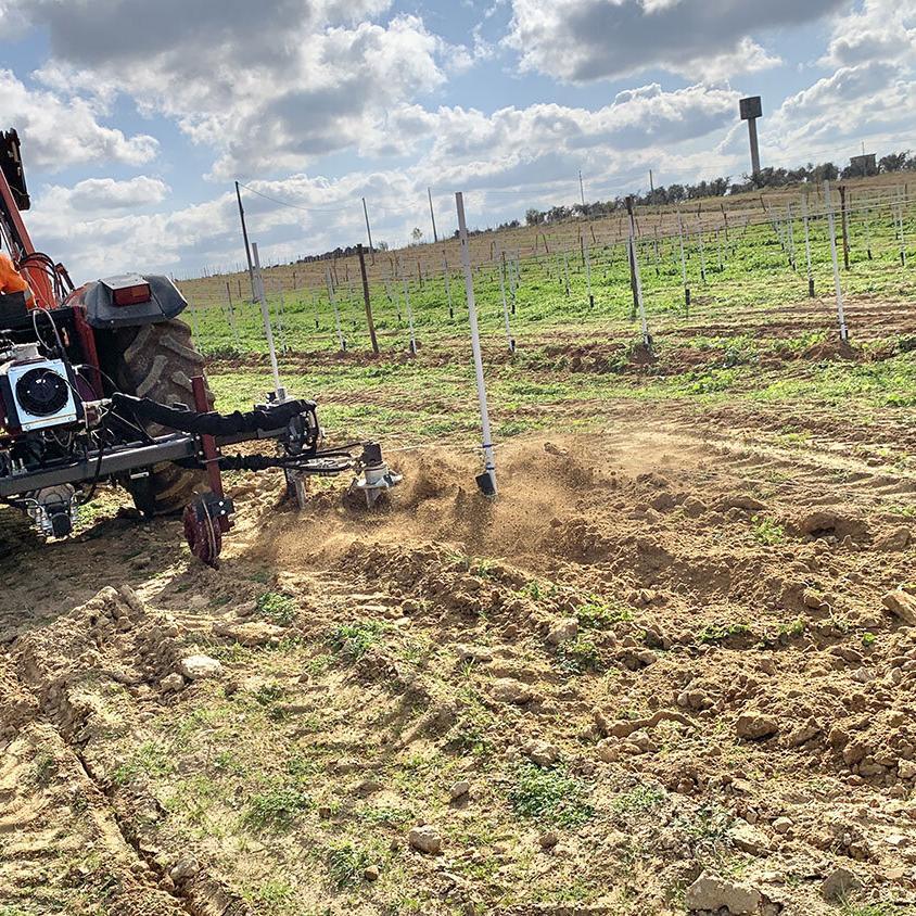 single side interrow in olive grove